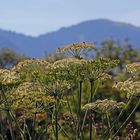 Meisterwurz-Berge mit Insekten