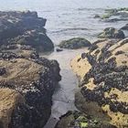 Mejillones