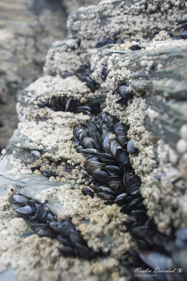 Mejillones en la roca