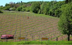 Mekka des Weinanbaus an der Saale