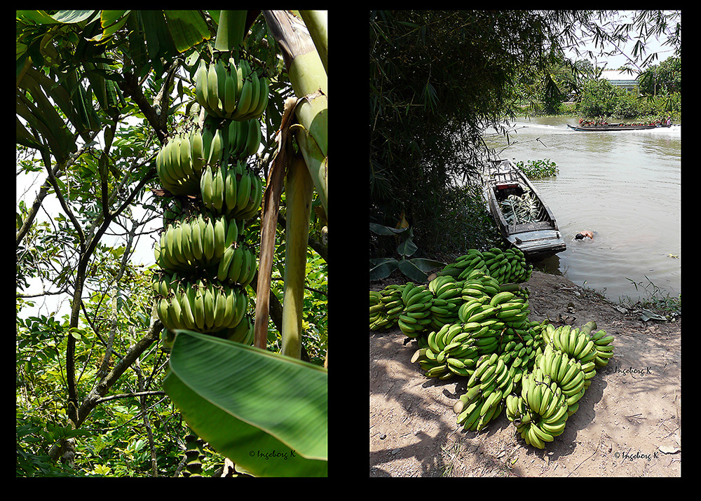 Mekong Delta - Bananen - auch für den Export