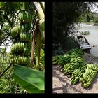 Mekong Delta - Bananen - auch für den Export
