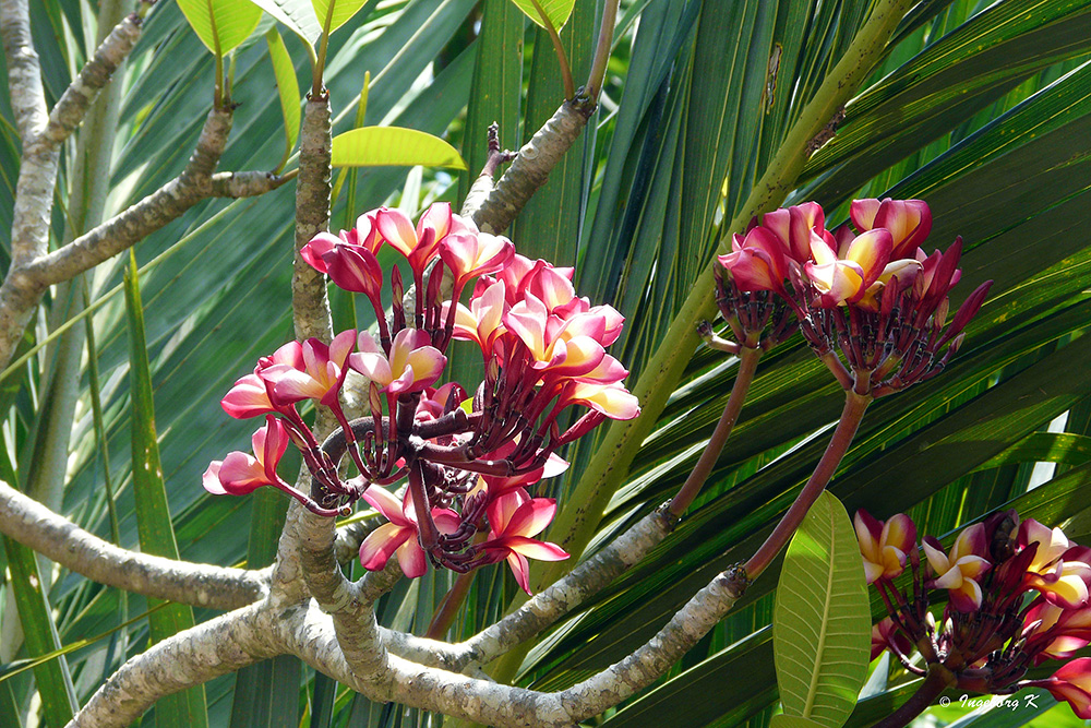 Mekong Delta - Blüten -