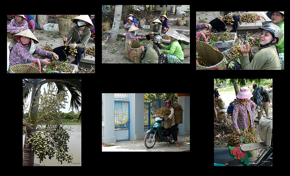 Mekong Delta - Dattelmarkt