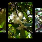 Mekong Delta - exotische Frucht