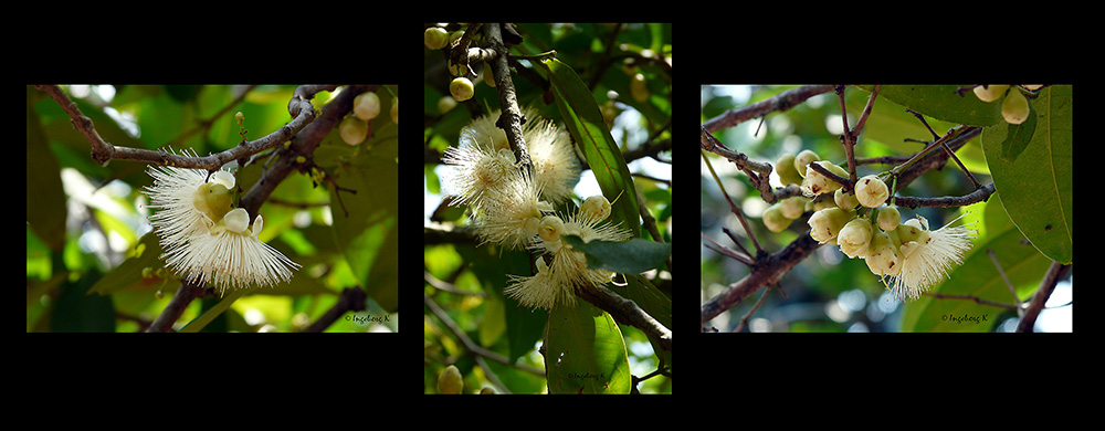 Mekong Delta - exotische Frucht