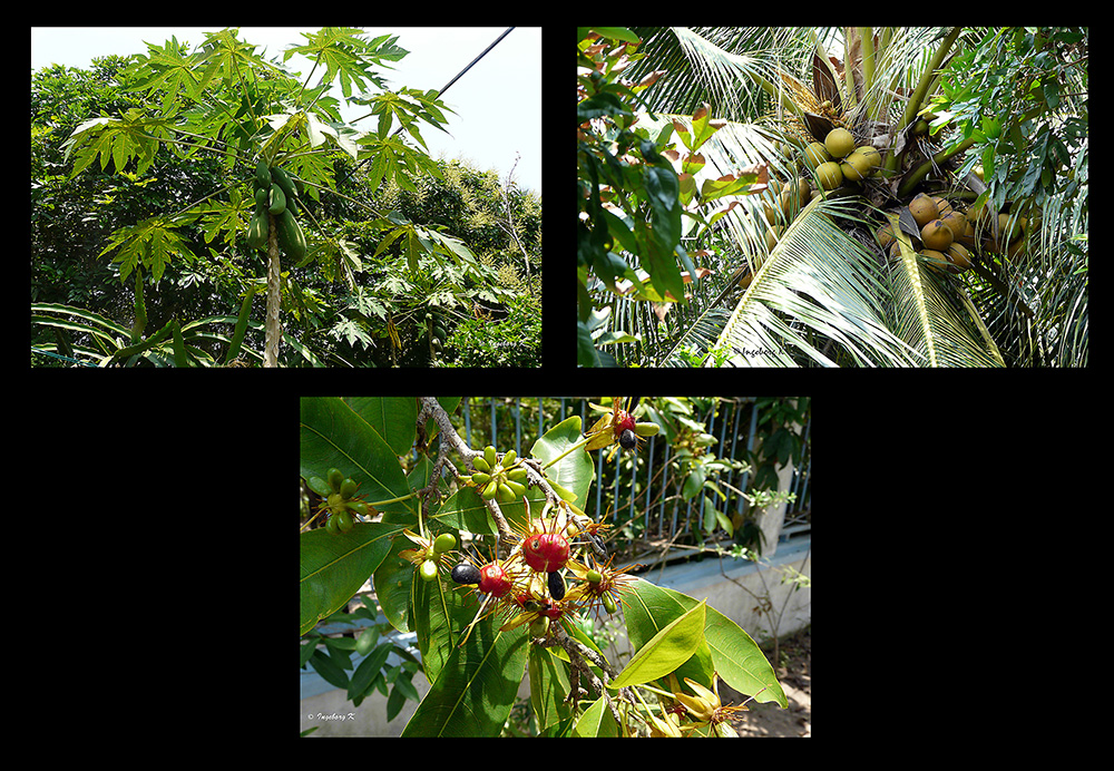 Mekong Delta - exotische Früchte