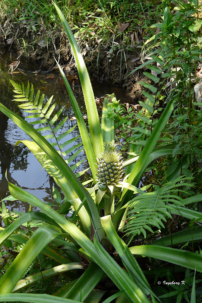 Mekong Delta - exotische Pflanze am Ufer