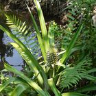 Mekong Delta - exotische Pflanze am Ufer