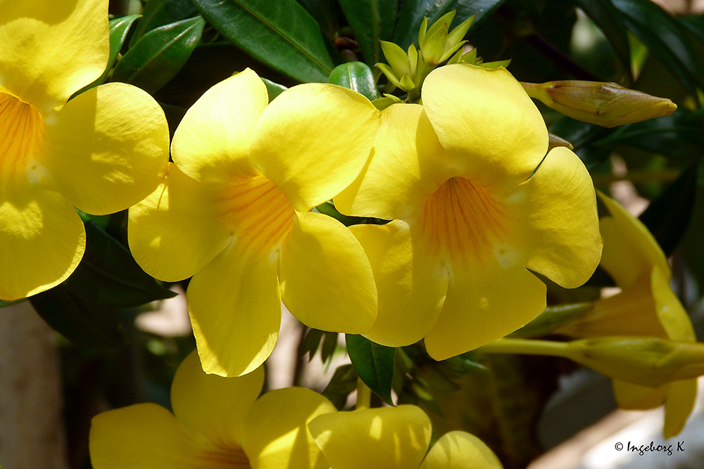 Mekong-Delta - zauberhafte Blüten -