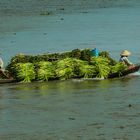 Mekong, Staudentransporter