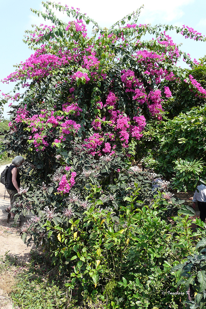 Mekont Delta - Blütenpracht einer Bouganville