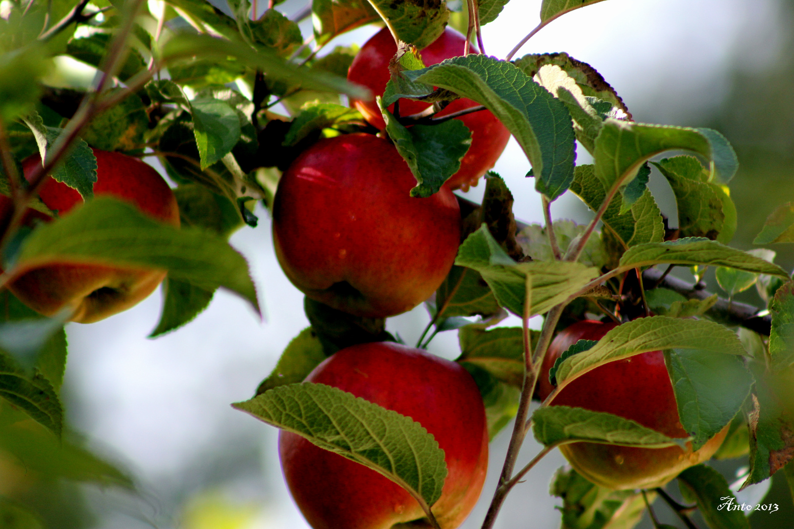 Mela... Pomme