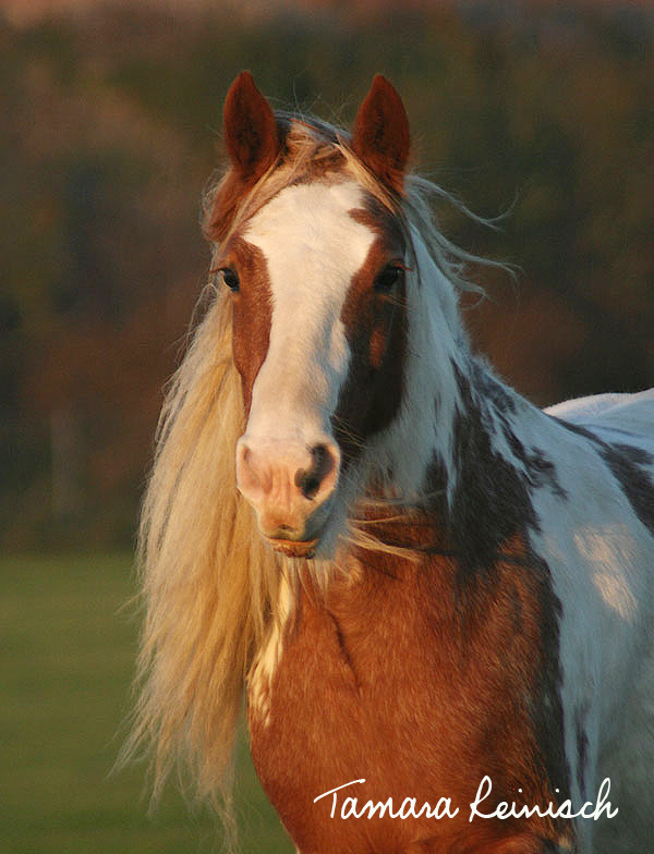 Melady Kopfportrait in der späten Novembersonne