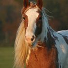 Melady Kopfportrait in der späten Novembersonne