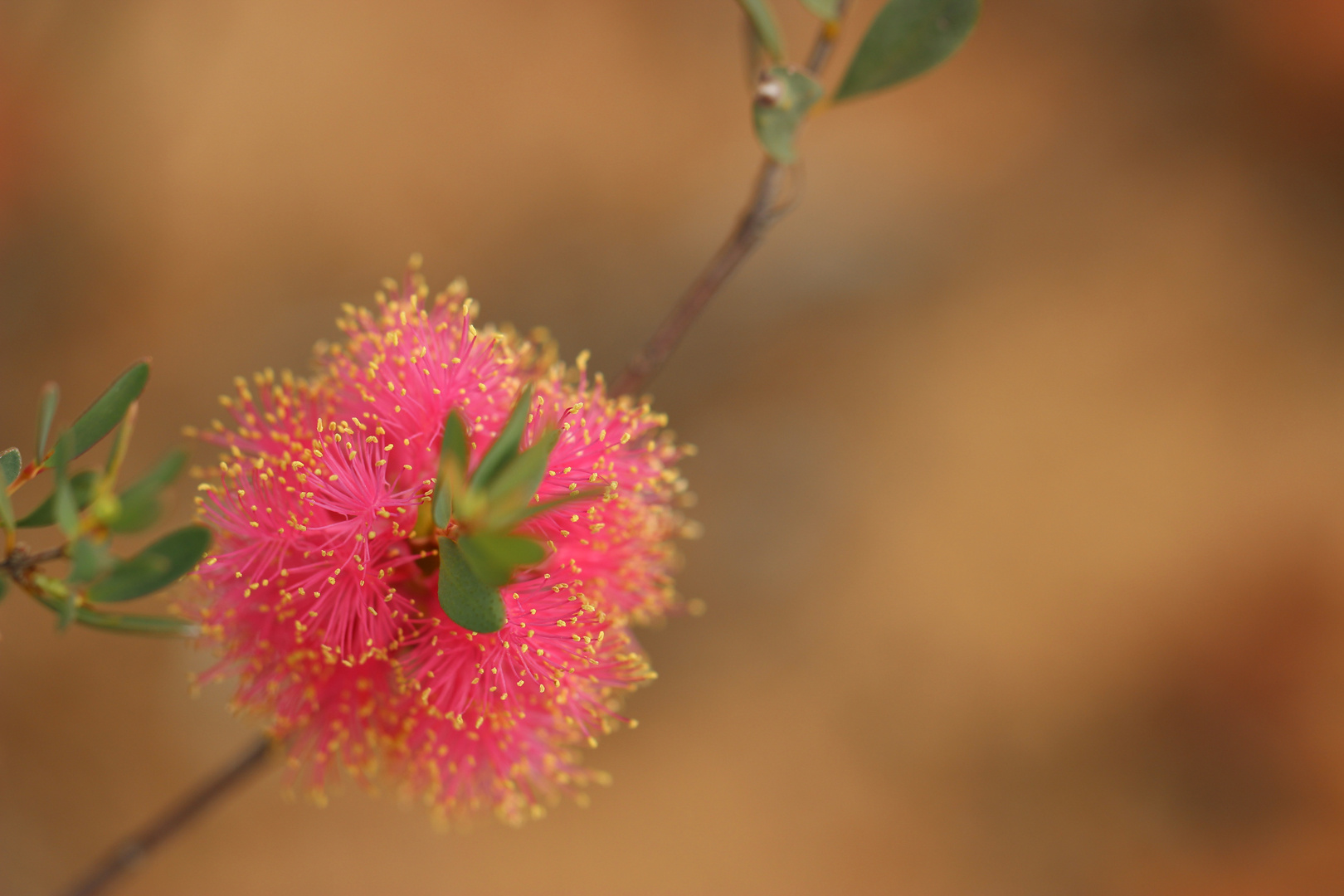 Melaleuca   