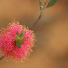 Melaleuca   