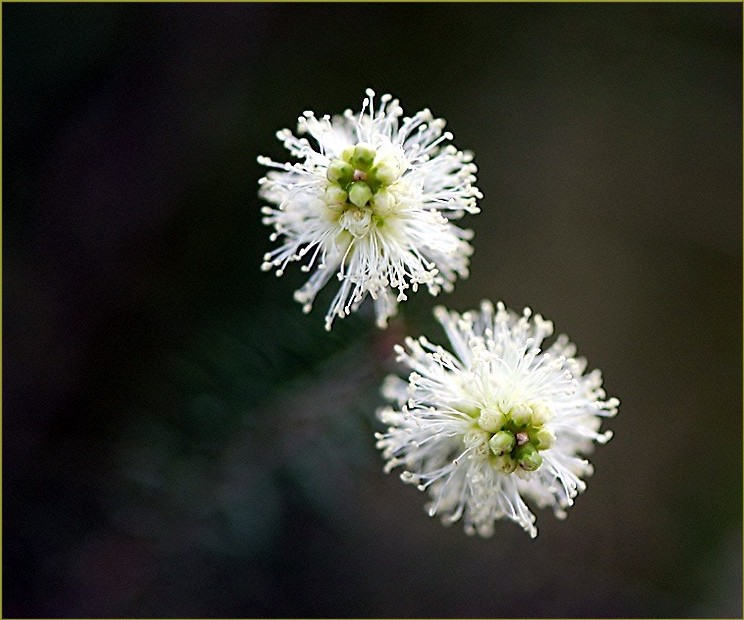 Melaleuca decora