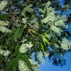 Melaleuca leucadendra