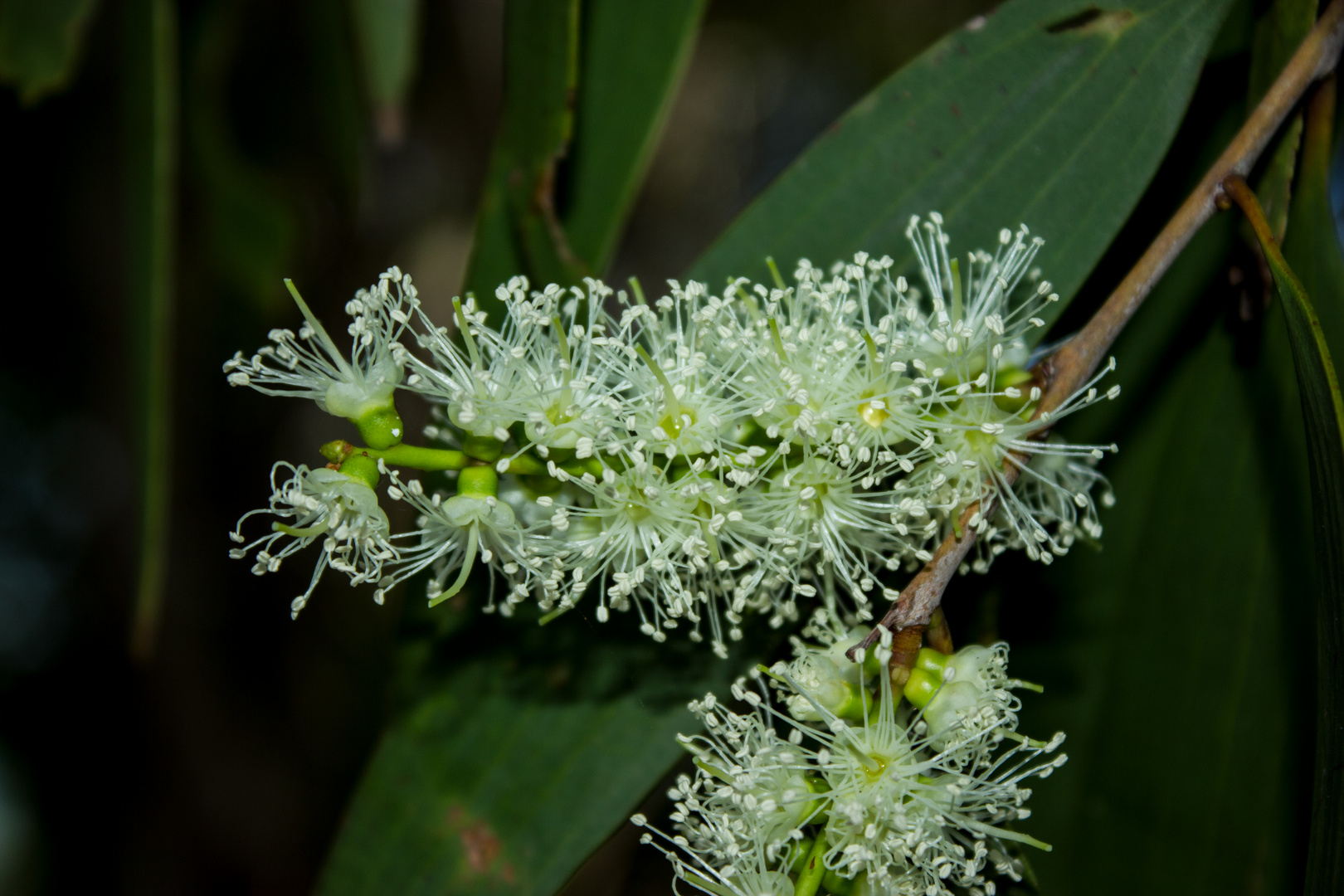 Melaleuca leucadendra