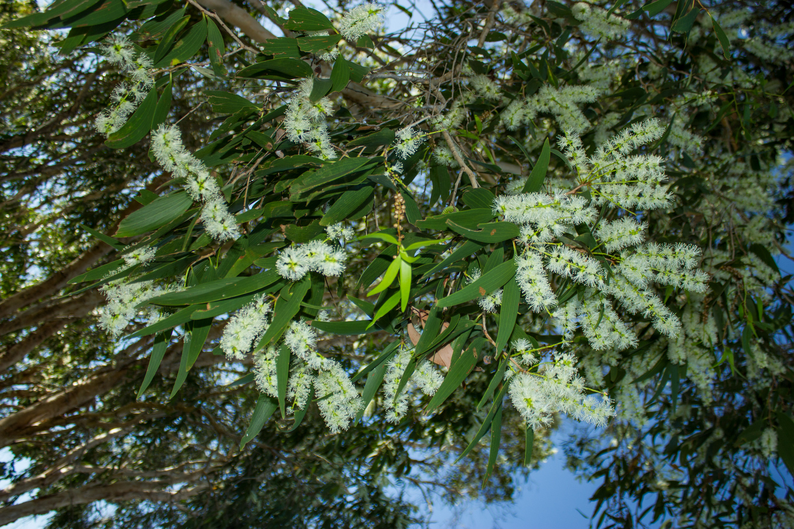 Melaleuca leucadendra