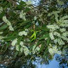 Melaleuca leucadendra