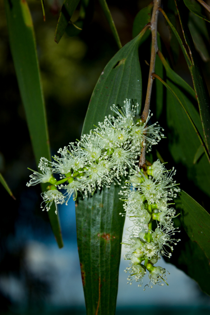 Melaleuca leucadendra