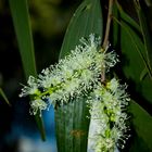 Melaleuca leucadendra