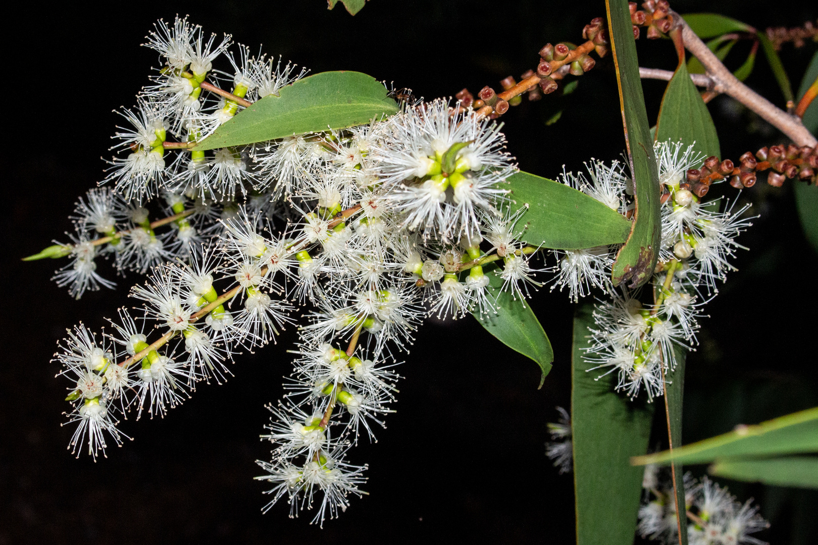 Melaleuca viridiflora