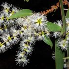 Melaleuca viridiflora