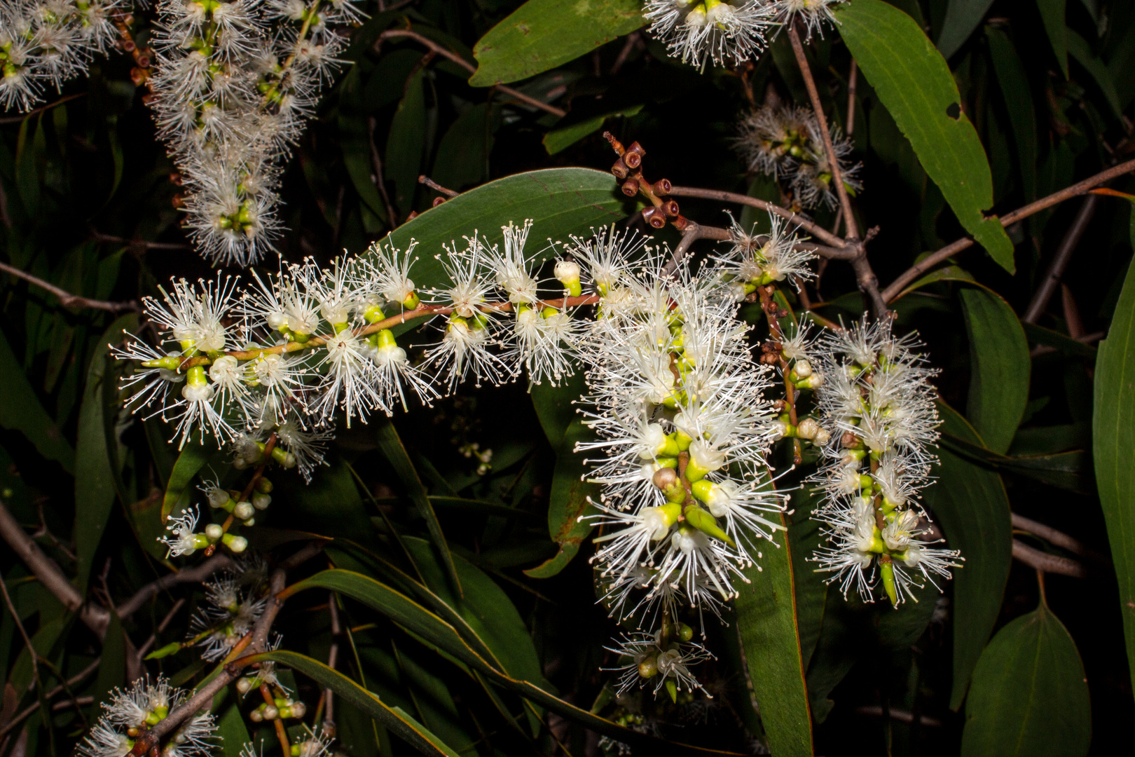 Melaleuca viridiflora