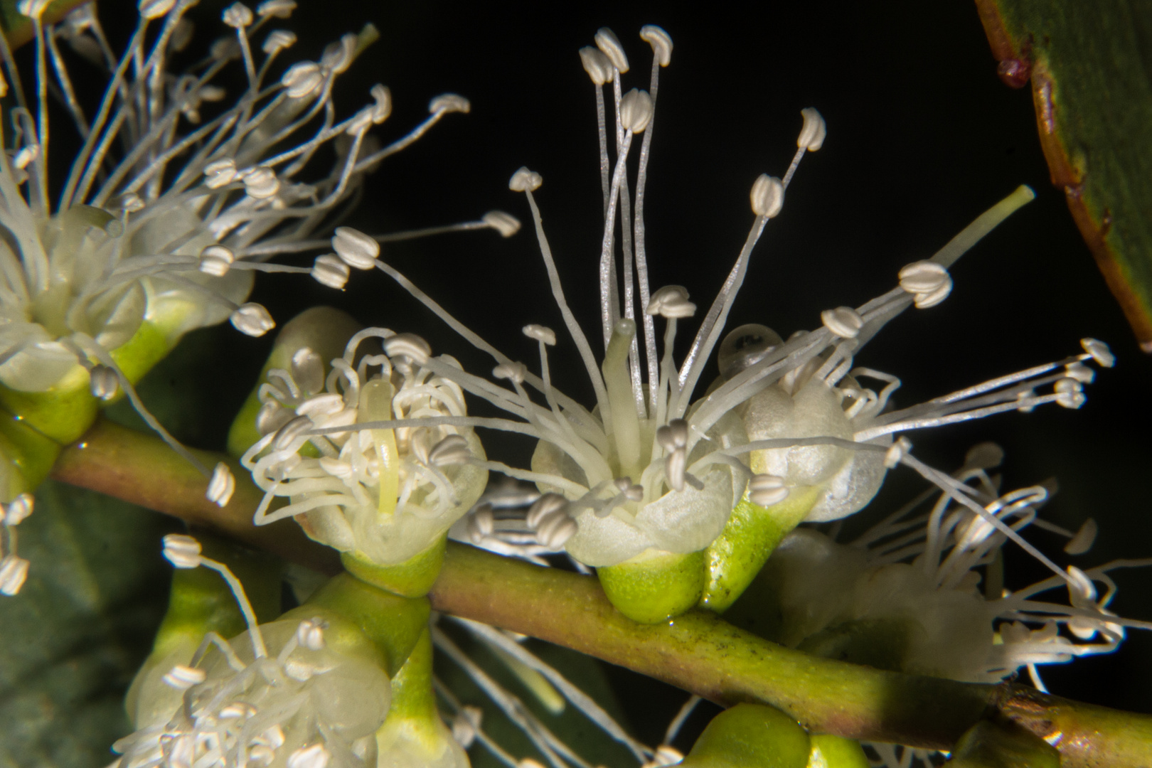 Melaleuca viridiflora