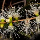 Melaleuca viridiflora