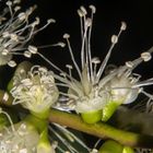 Melaleuca viridifloray