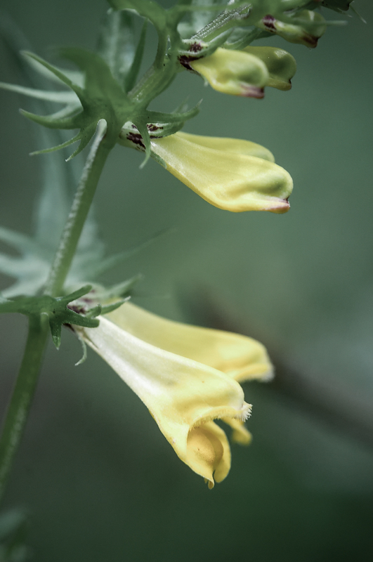 Melampyrum praetense