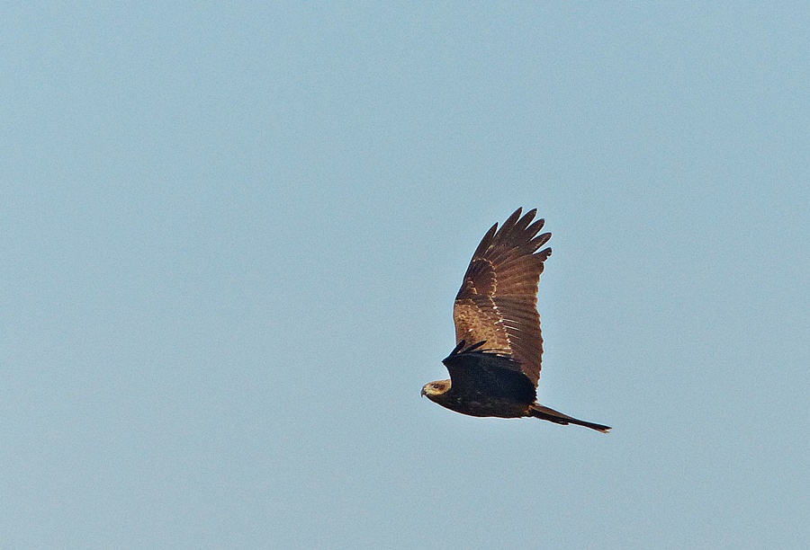 Melan im Flug