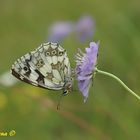 Melanargia