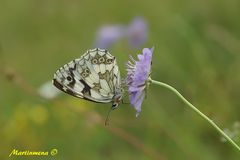 Melanargia