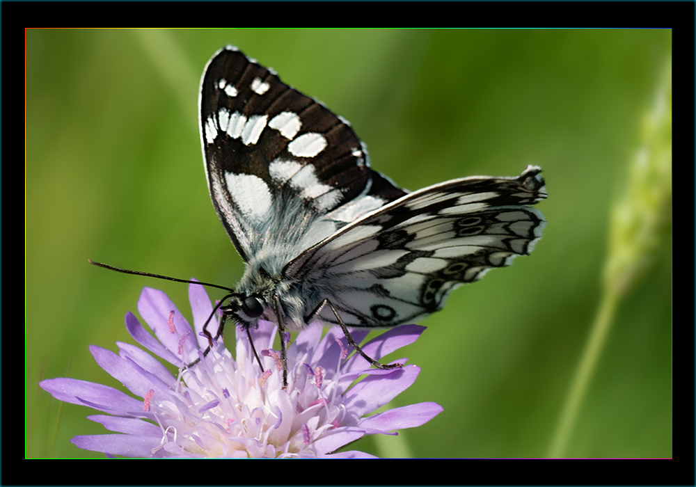 Melanargia