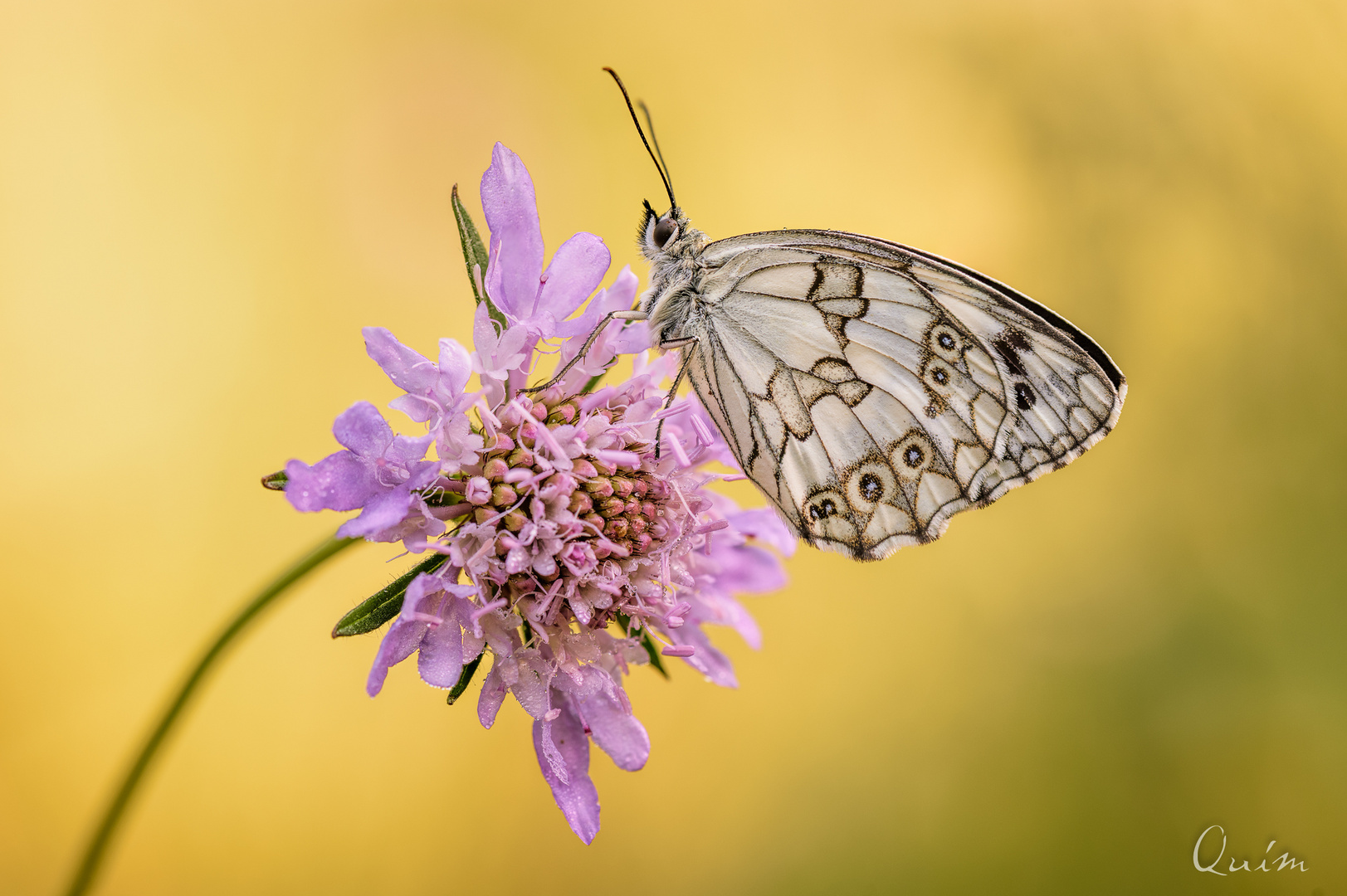  Melanargia