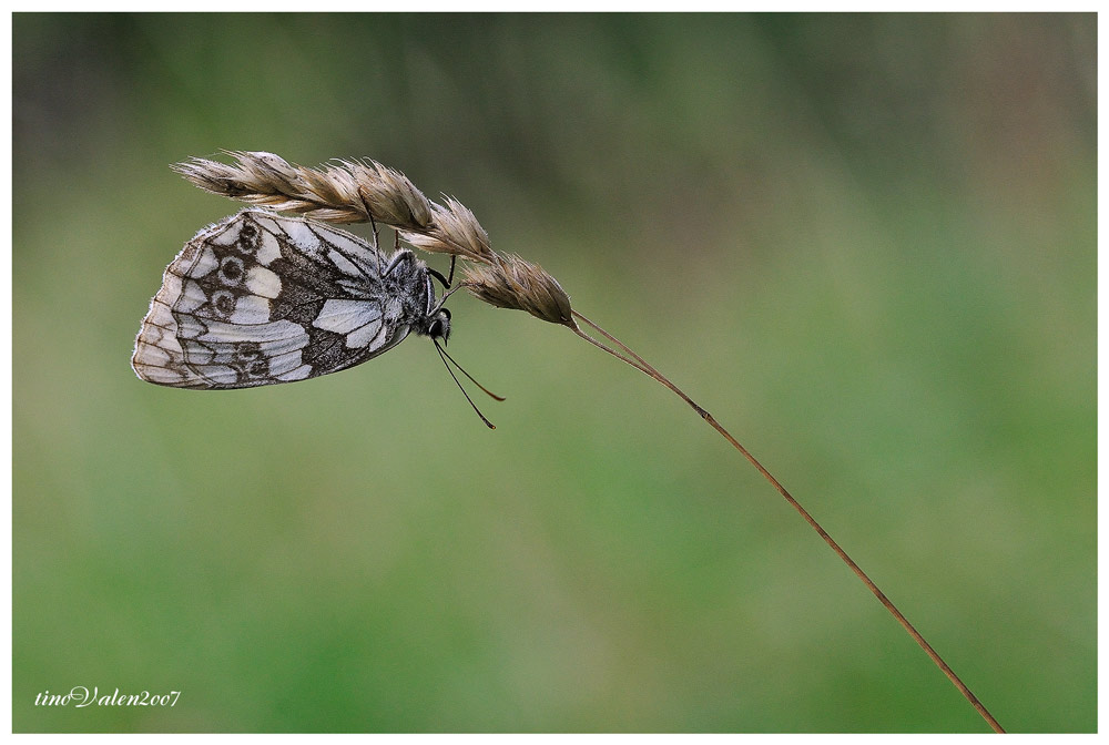 ... melanargia g. ...