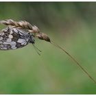 ... melanargia g. ...