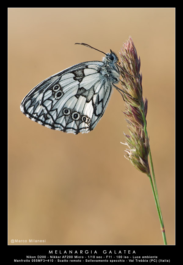 Melanargia galatea