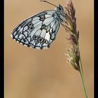 Melanargia galatea