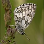 Melanargia galathea