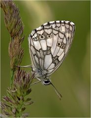 Melanargia galathea