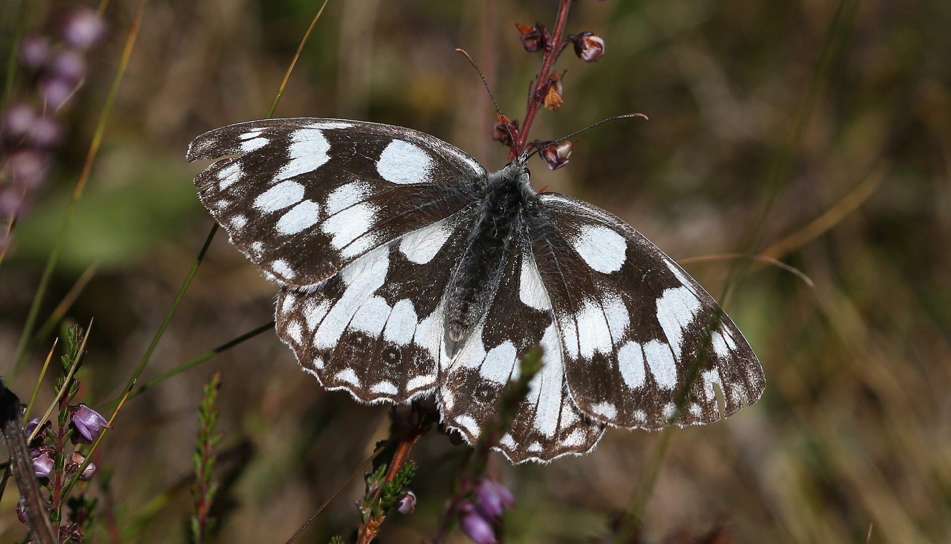 Melanargia galathea