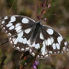 Melanargia galathea