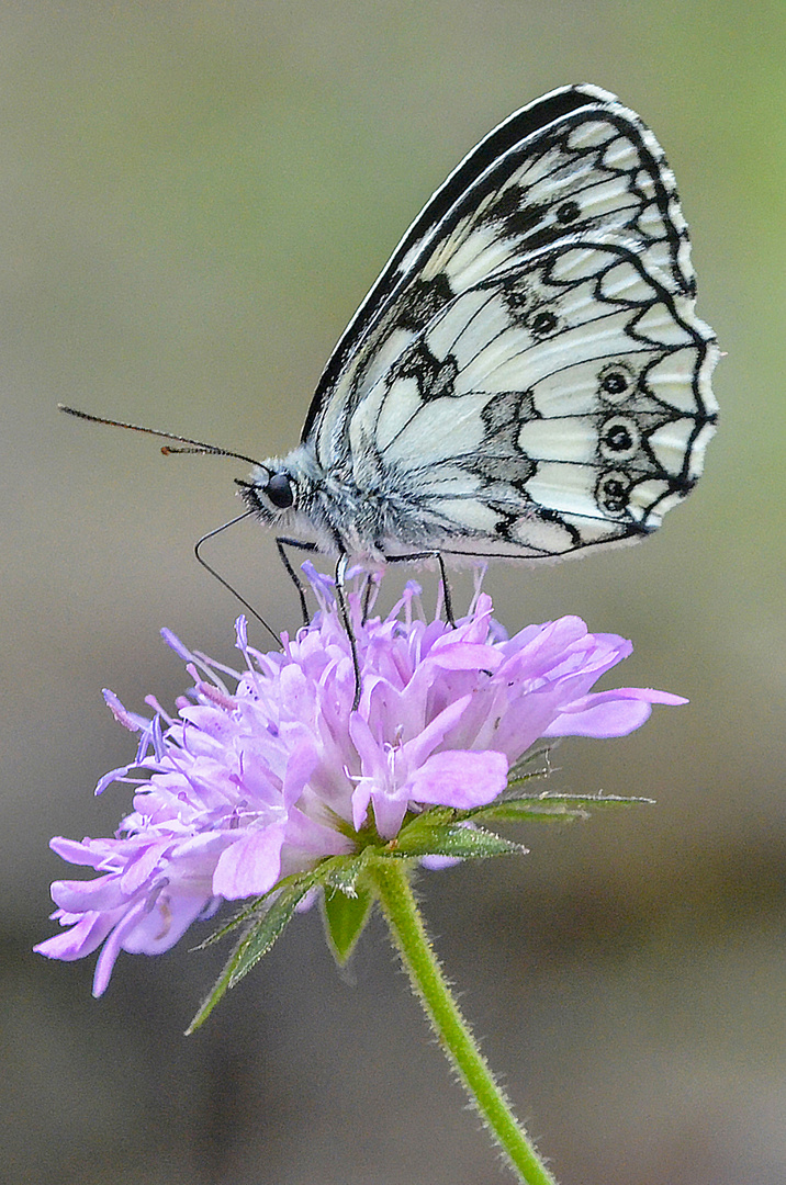 Melanargia galathea