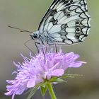 Melanargia galathea